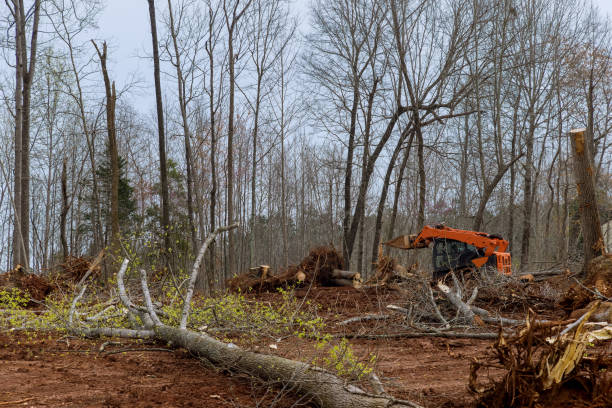 Professional Tree Care in Hargill, TX