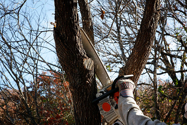 Best Lawn Pest Prevention  in Hargill, TX