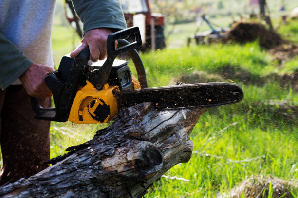 How Our Tree Care Process Works  in  Hargill, TX
